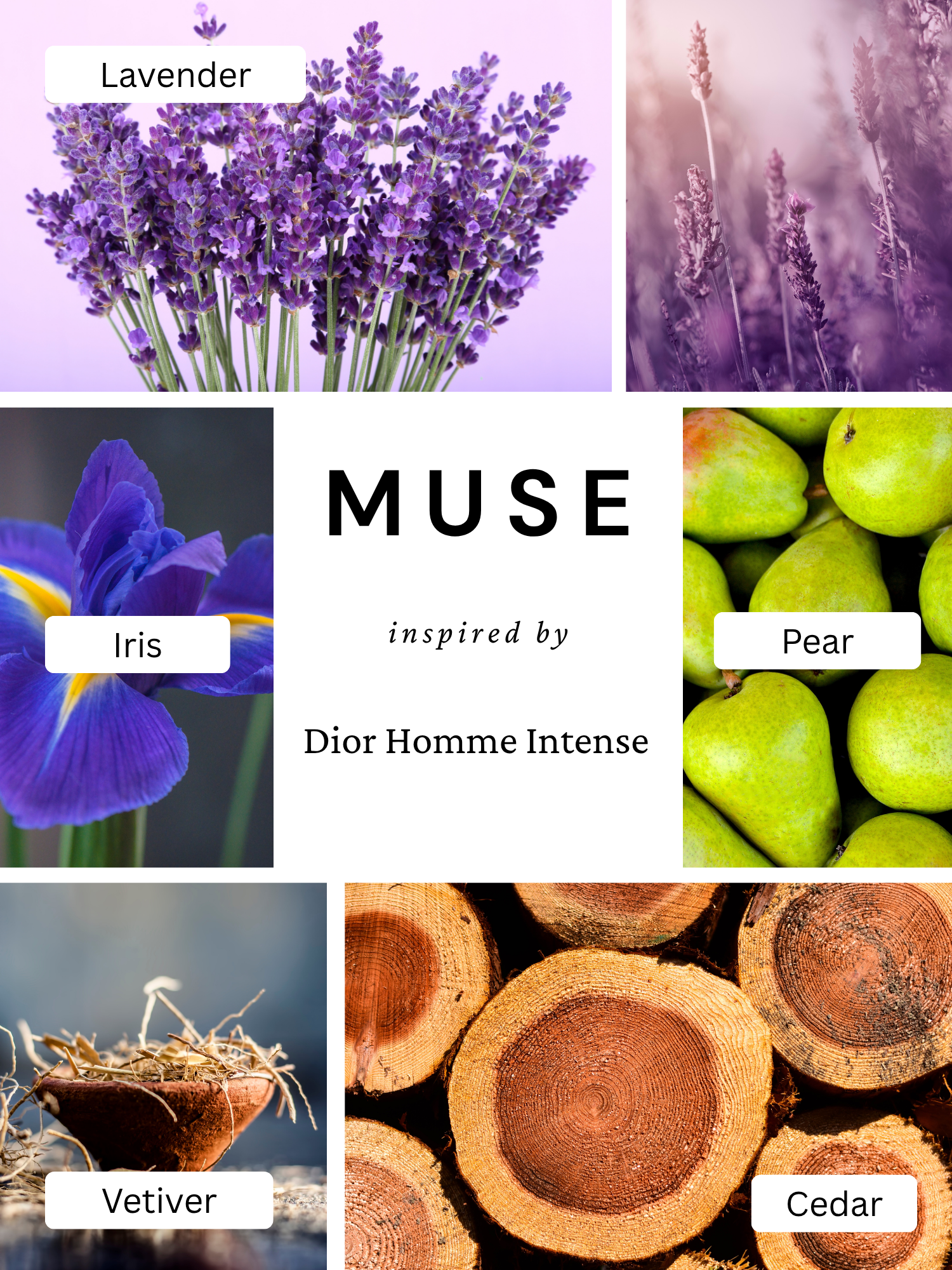Muse